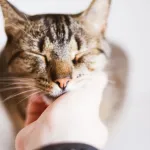 Pourquoi les chats ronronnent-ils vraiment ? Ce que dit la science