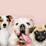 10 races de chiens parfaites pour vivre en appartement