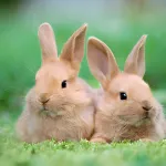 Les lapins comprennent-ils ce qu’on leur dit ?