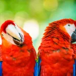 Les perroquets peuvent-ils vraiment parler ? Ce que dit la science