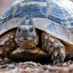 7 animaux qui vivent plus de 100 ans (et pourquoi)