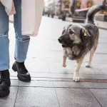 Pourquoi les chiens vous suivent-ils partout ?