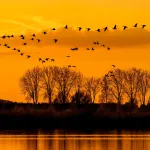 Comment les oiseaux migrateurs trouvent-ils leur chemin ?