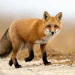 Le renard est-il vraiment rusé ? Analyse d’un mythe