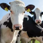 Le saviez-vous ? Les vaches ont des meilleures amies