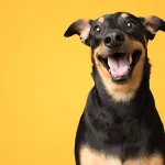 Pourquoi certains chiens "sourient" en montrant les dents ?