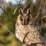 Les chouettes peuvent-elles vraiment tourner leur tête à 360° ?