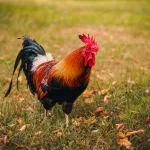 Pourquoi le coq chante-t-il toujours à l’aube ?