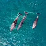 Les dauphins donnent-ils des noms à leurs amis ?