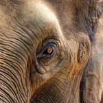 Les éléphants pleurent-ils vraiment leurs morts ?