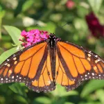 Les papillons conservent-ils des souvenirs de leur vie de chenille ?