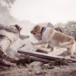 Comment les animaux savent-ils qu’un tremblement de terre approche ?
