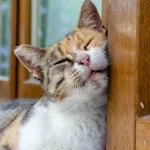 Votre chat se frotte partout ? Ce comportement en dit long sur lui