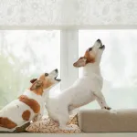 Votre chien aboie dès qu’il entend un bruit ? Voici comment le désensibiliser