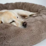 Pourquoi les chiens tournent-ils en rond avant de se coucher ?