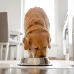Votre chien mange trop vite ? Voici les astuces pour ralentir ses repas