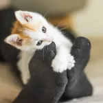 Votre chat attaque vos pieds sous la couette ? Voici comment stopper ce jeu agressif