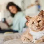 Votre chat vous ignore ? Voici comment créer (ou recréer) un vrai lien