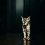 Votre chat court partout la nuit ? Voici comment retrouver des nuits calmes