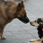 Votre chien a peur des autres chiens ? Voici comment l’aider à reprendre confiance