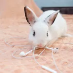 Votre lapin mordille vos câbles ? Voici comment le protéger (et protéger votre maison)