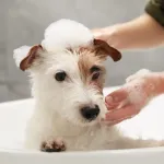 Faut-il vraiment laver son chien toutes les semaines ? Les vétérinaires répondent