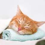 5 gestes simples pour améliorer la vie de votre animal au quotidien