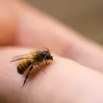Les abeilles reconnaissent-elles les visages humains ?
