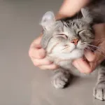 Les races de chats les plus affectueuses selon les propriétaires