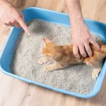 Votre chat refuse sa litière ? Les erreurs à éviter pour qu’il y retourne