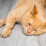 Comment savoir si votre chat souffre en silence ? Les signaux d’alerte