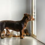 Voici les races de chiens qui supportent mal la solitude