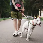 Votre chien tire en laisse ? 5 techniques simples pour des balades sereines