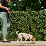 10 erreurs à éviter absolument quand on promène son chien en ville