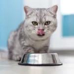 Votre chat renverse sa gamelle d’eau ? Voici pourquoi et comment y remédier