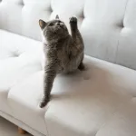 Votre chat griffe votre canapé ? Voici comment sauver vos meubles