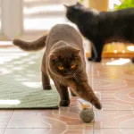 Votre chat ne joue plus ? Voici comment raviver son instinct de chasseur