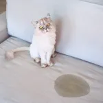 Votre chat urine hors de sa litière ? Voici les causes fréquentes et leurs solutions