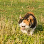 Votre chat vomit souvent ? Voici quand s’inquiéter (et quoi faire)