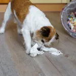 Votre chien mange tout ce qu’il trouve ? Voici comment corriger ce comportement