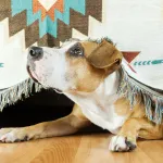 Votre chien a peur de l’orage ? Voici comment le rassurer efficacement