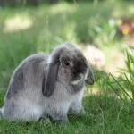 Votre lapin gratte ou tape du pied ? Voici ce qu’il essaie de vous dire