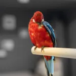 Votre oiseau s’arrache les plumes ? Voici comment agir avant que ça s’aggrave