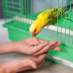 Votre perruche refuse de sortir de sa cage ? Voici comment la mettre en confiance
