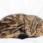Votre chat tremble en dormant ? Voici pourquoi ce n’est pas toujours inquiétant