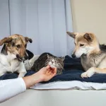 Votre chien est-il jaloux de votre bébé, de votre chat ou de votre conjoint ? Voici ce qu’il faut savoir