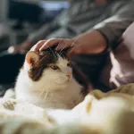 Chat qui tremble après une visite chez le vétérinaire : stress ou douleur ?
