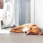 Demain, il fera jusqu’à 35°C : les dangers pour vos animaux et les gestes qui sauvent