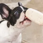 Chaleur : voici 3 recettes de glace faciles à préparer pour rafraîchir votre chien