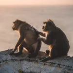 Pourquoi certains animaux adoptent-ils des comportements altruistes ?